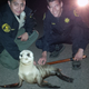 This April 19, 2015 photo provided by the Mendocino County Sheriff shows Mendocino County Deputy Sergio Chora-Alvarado, left and Deputy Ze Manuel Limaa, pose for a photo with a stranded Sea Lion pup. The rescued the sea lion pup waddled about a quarter-mile from the ocean. Mendocino County sheriff's deputies patrolling Highway 1, south of Fort Bragg, spotted the animal moving slowly in dark, dense fog on Sunday. They discovered the animal was a sea lion pup weighing about 20 pounds with a tag attached to its front flipper (Mendocino County Sheriff via AP